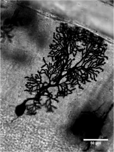 This cerebellar Purkinje cell has been stained using the Golgi method. Image kindly provided by:  Giorgio Grasselli, Vivian Wan. 