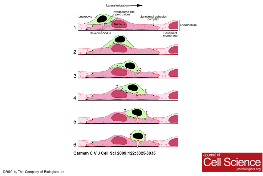 Leukocytes invade and go through endothelial cells in transcellular diapedesis.  From: Mechanisms for transcellular diapedesis: probing and pathfinding by `invadosome-like protrusions' by Christopher V. Carman. In: J Cell Sci 122, 3025-3035. doi: 10.1242/​jcs.047522 
