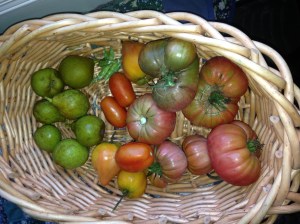 A gratuitous exhibition of late season heirloom tomatoes from the author's garden.