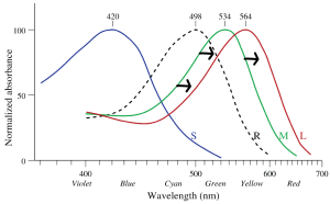 In deuteranomaly, the absorption spectra of M cones is shifted to greater wavelengths and is very close to that of the L cones.