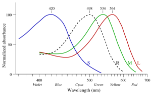 This graph from Wikipedia shows the absorbance spectra of the three types of cone photoreceptors that humans possess.