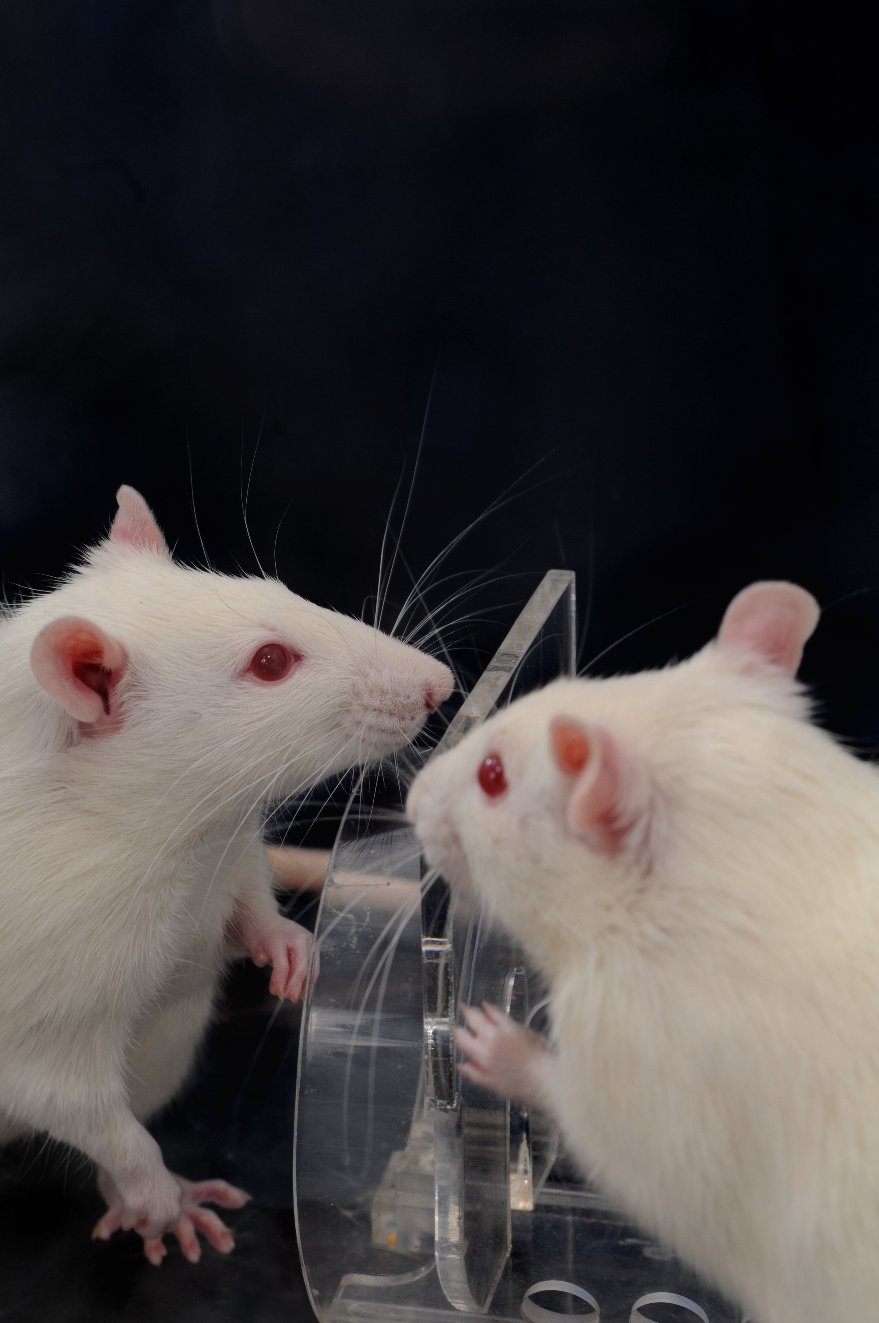Swapped Rats The brain is sooooo cool! – Explanations of how the brain does what it does